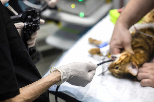 endoskopie an einer katze